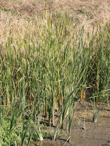 Typha angustifolia