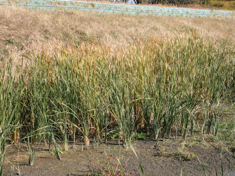 Typha angustifolia