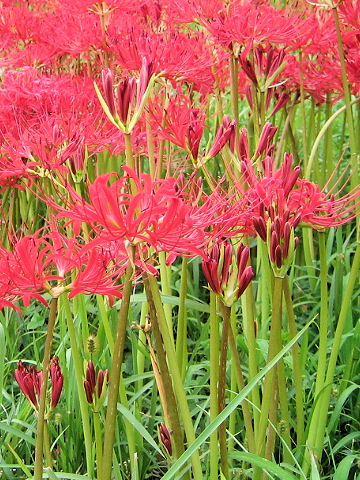 Lycoris radiata