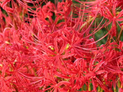 Lycoris radiata