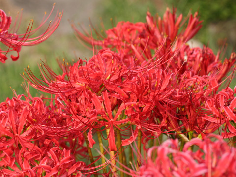 Lycoris radiata