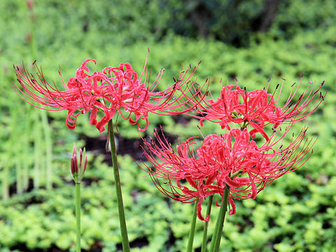 Lycoris radiata