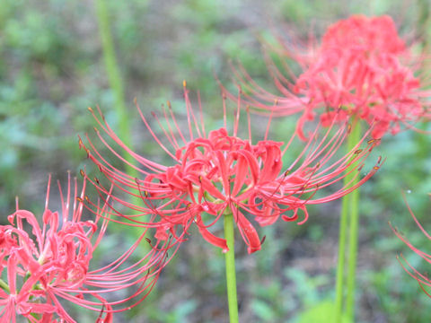 Lycoris radiata