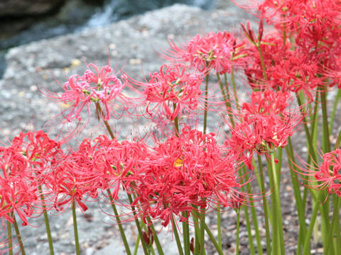 Lycoris radiata