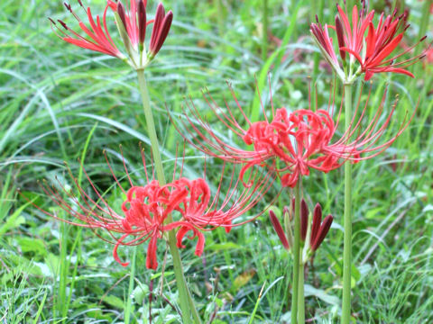 Lycoris radiata