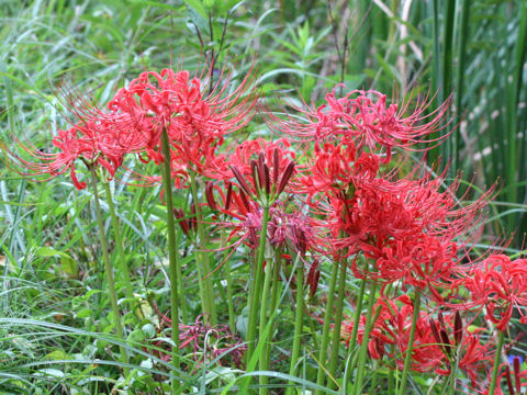 Lycoris radiata