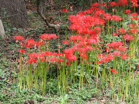 Lycoris radiata