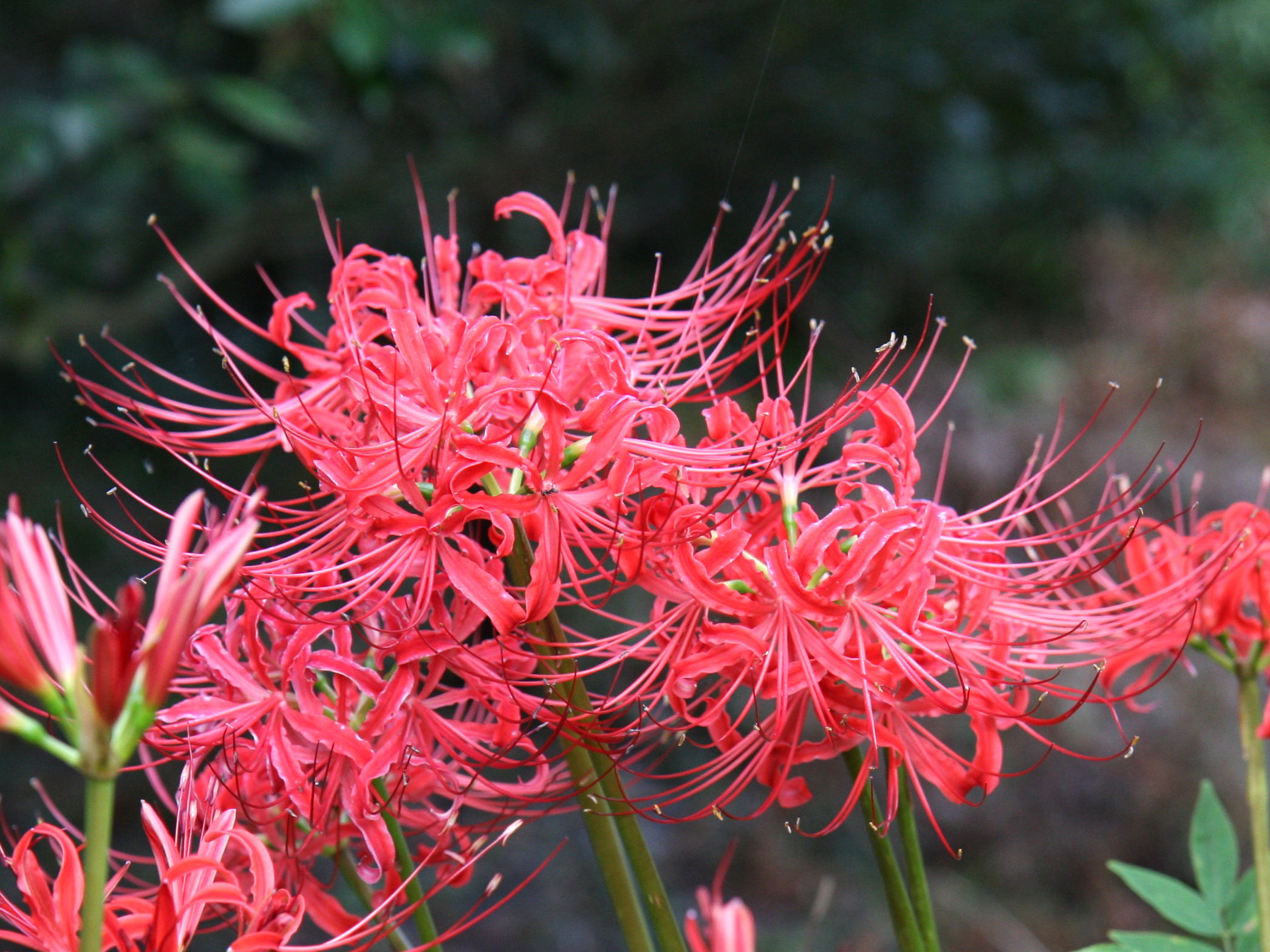 Lycoris radiata