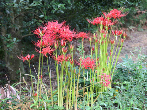 Lycoris radiata