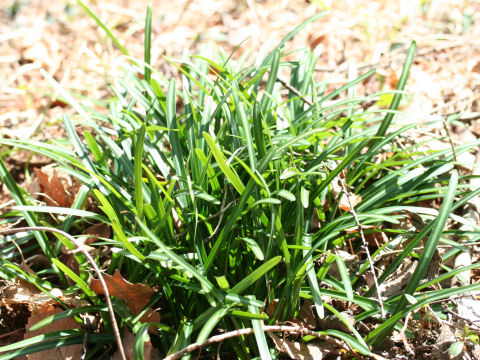 Lycoris radiata