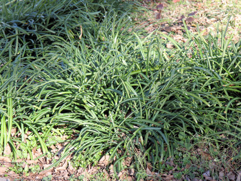 Lycoris radiata