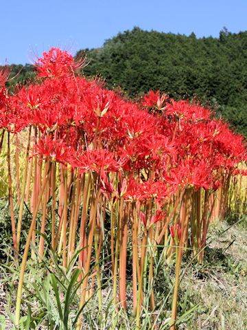 Lycoris radiata