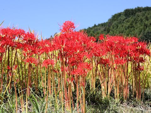 Lycoris radiata