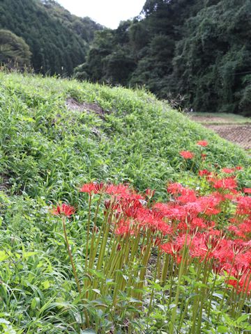 Lycoris radiata