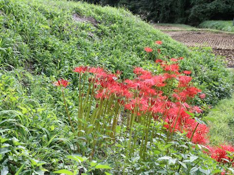 Lycoris radiata