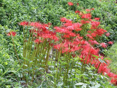 Lycoris radiata