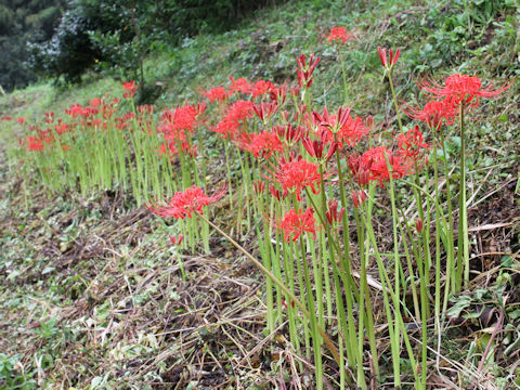 Lycoris radiata