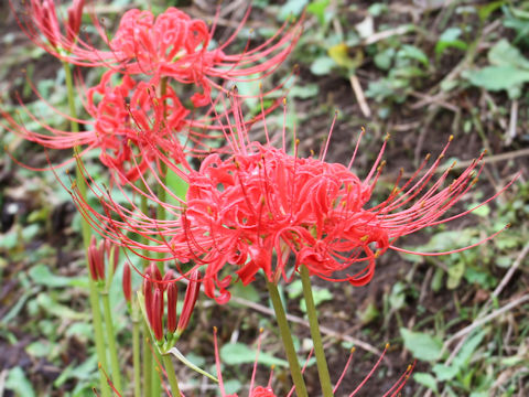 Lycoris radiata