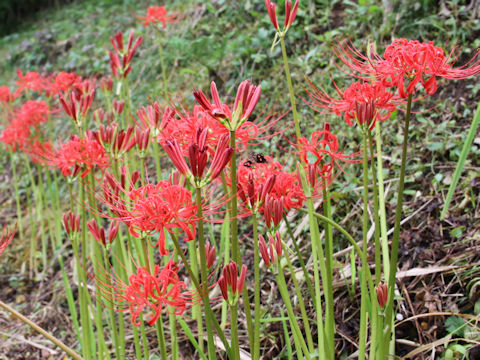 Lycoris radiata