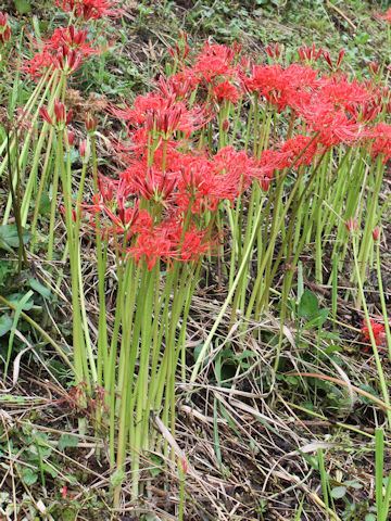 Lycoris radiata