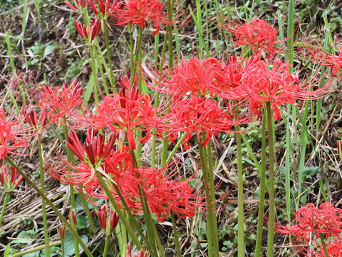 Lycoris radiata