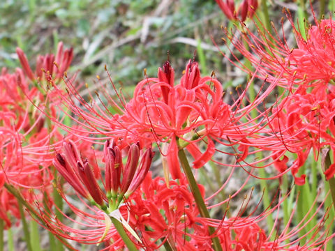 Lycoris radiata