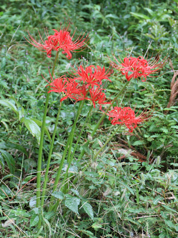 Lycoris radiata