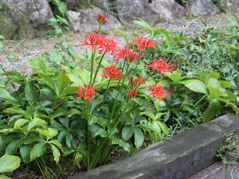 Lycoris radiata