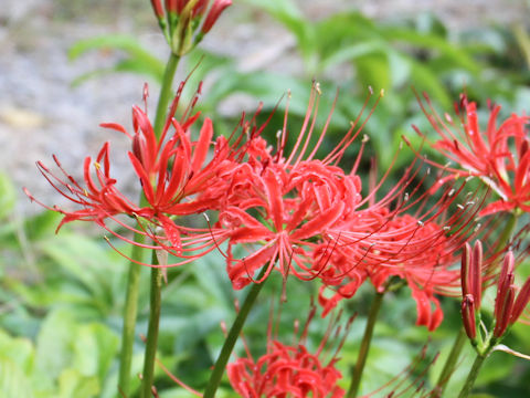 Lycoris radiata