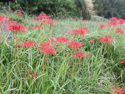 Lycoris radiata