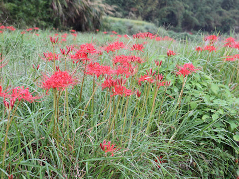 Lycoris radiata