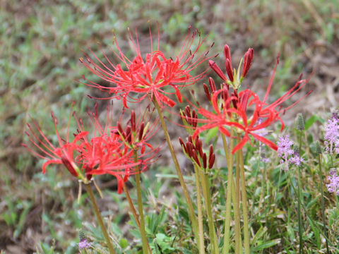 Lycoris radiata