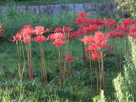 Lycoris radiata