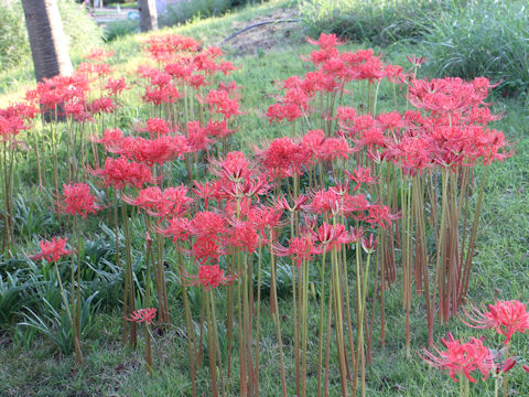 Lycoris radiata