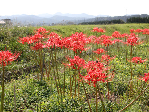 Lycoris radiata