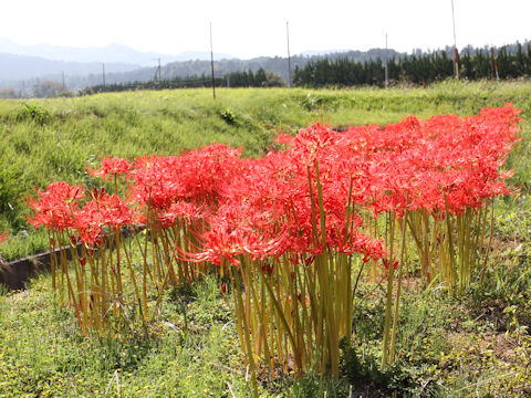 Lycoris radiata