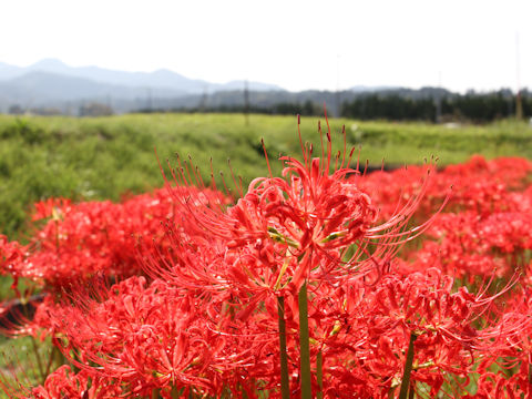 Lycoris radiata