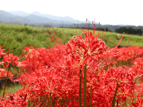 Lycoris radiata