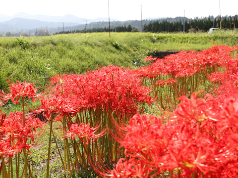 Lycoris radiata