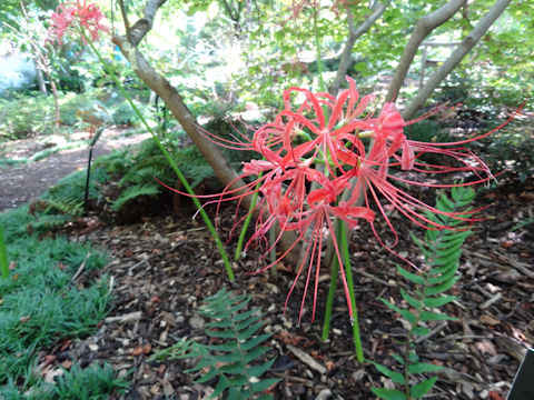 Lycoris radiata