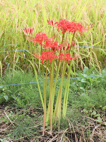 Lycoris radiata