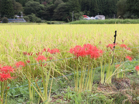 Lycoris radiata