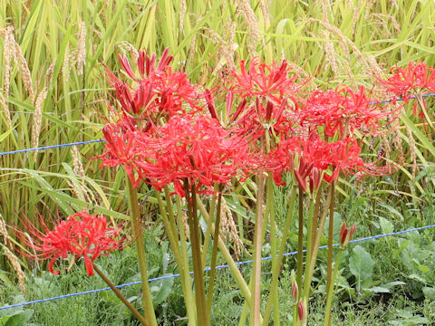 Lycoris radiata