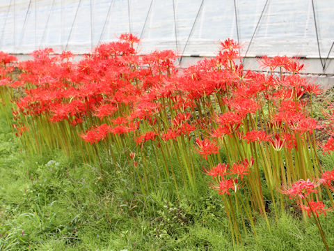 Lycoris radiata