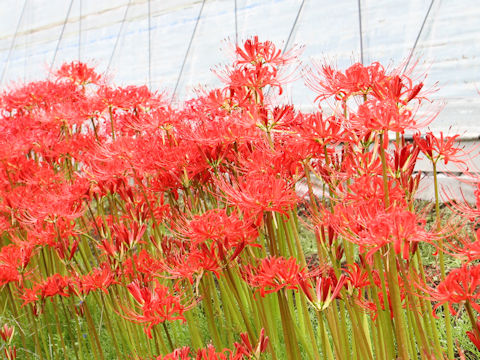 Lycoris radiata