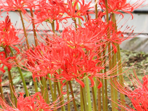 Lycoris radiata