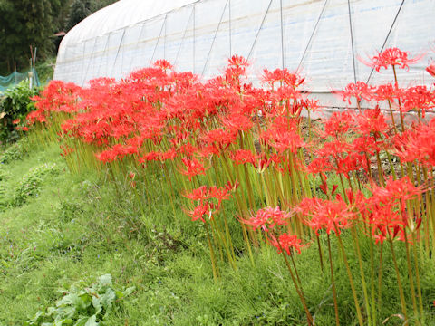 Lycoris radiata