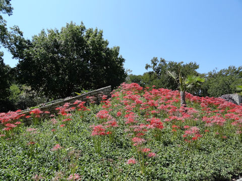 Lycoris radiata