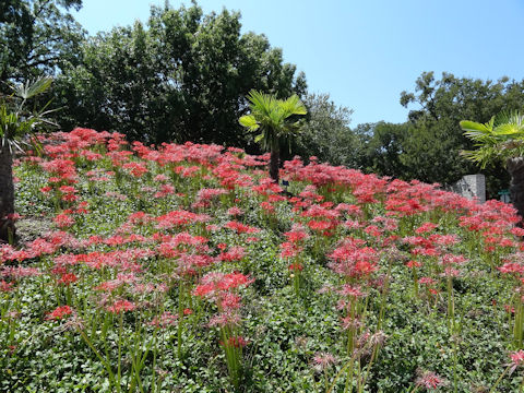 Lycoris radiata