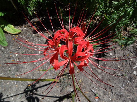 Lycoris radiata